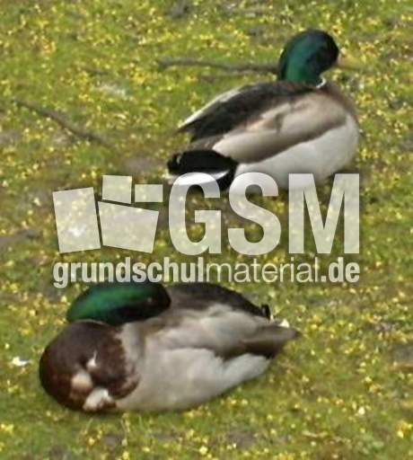 Stockente-2.JPG
